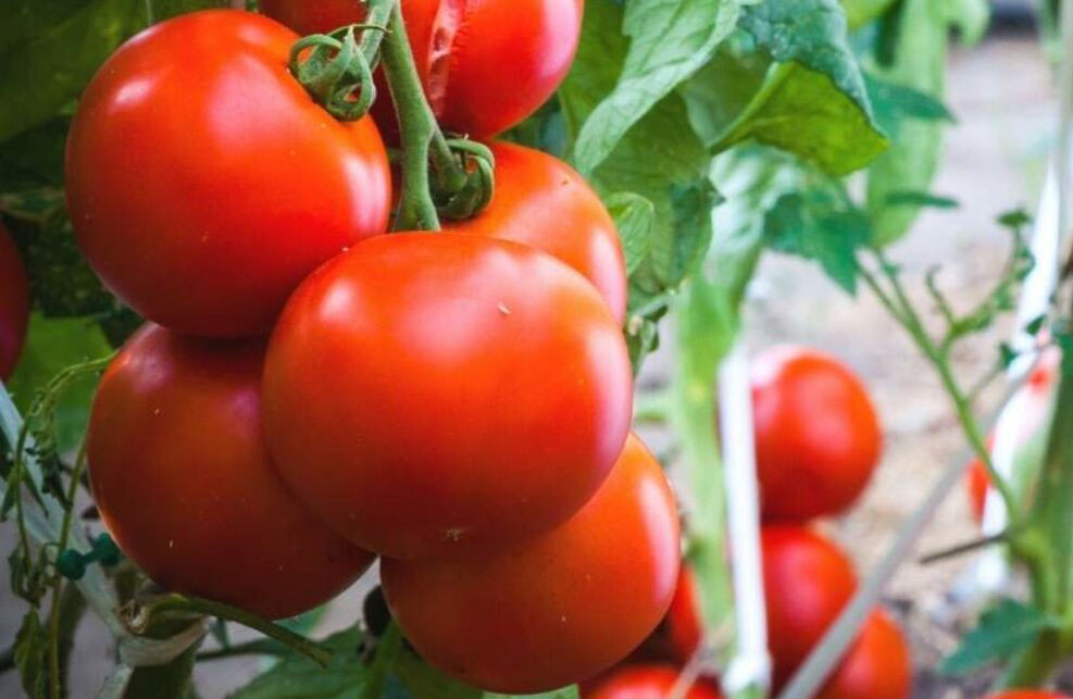 Tomato cultivation with tape