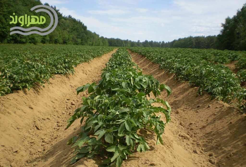 Planting potatoes with tape