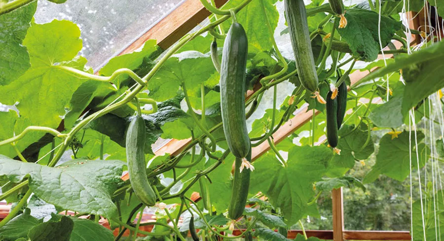Planting cucumbers with tape